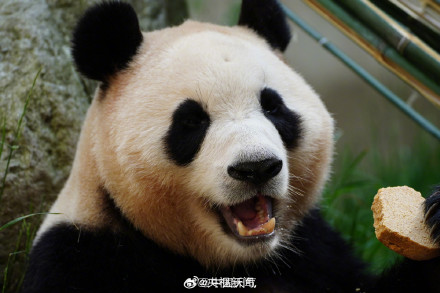 看福宝的最佳时间 看福宝的最佳时间