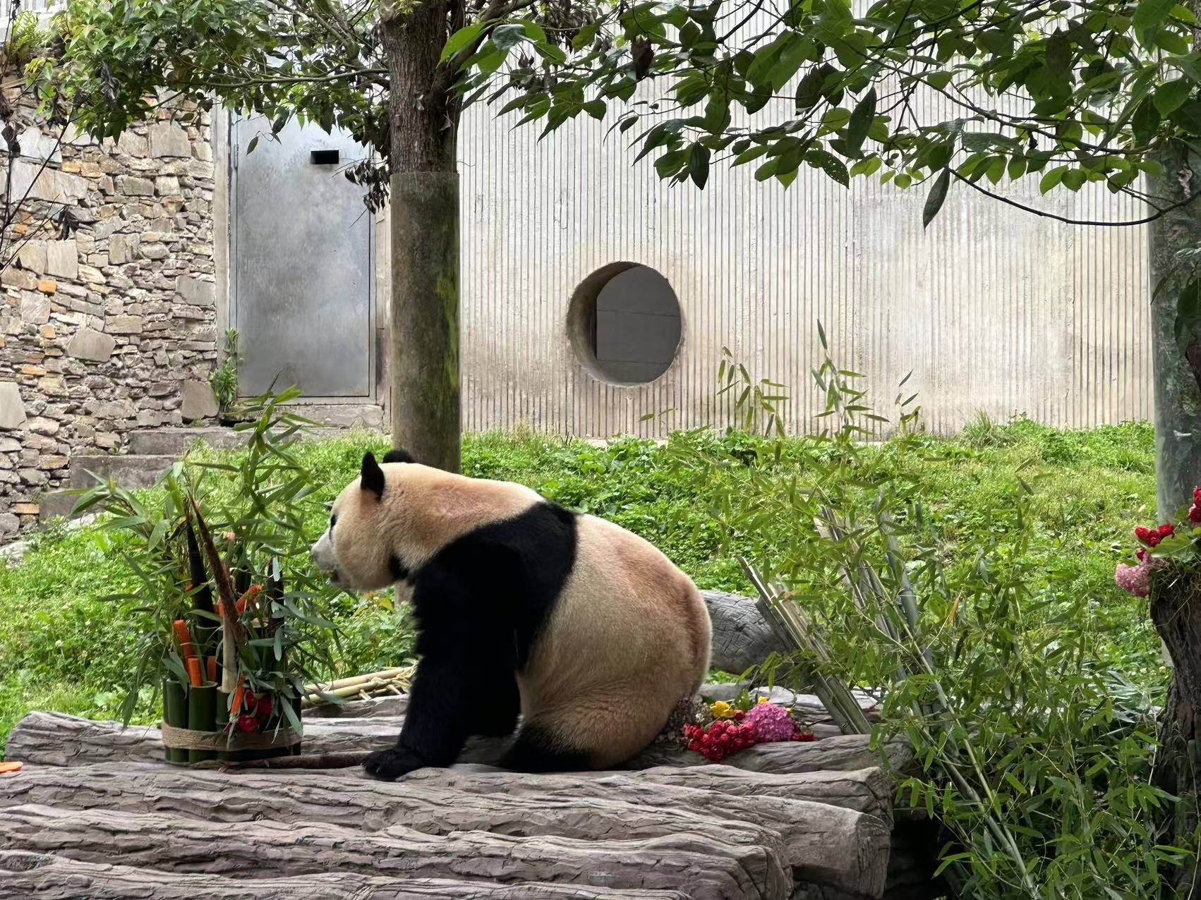 福到了！大熊猫“福宝”正式与公众见面