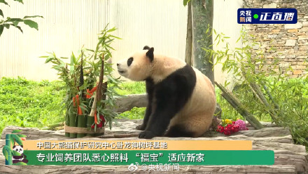 福宝竹子蛋糕上有束小红花