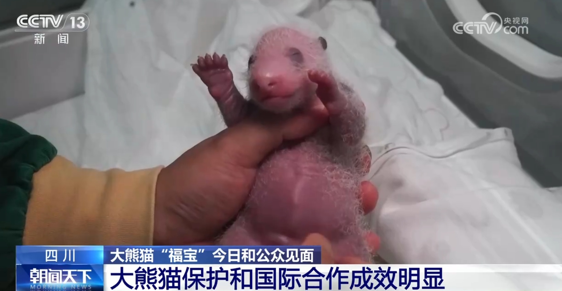 大熊猫“福宝”营业了！大家关心的问题请看这里