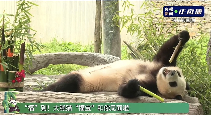 萌熊登场!“福宝”正式与公众见面,这份看“福”攻略请查收 萌熊登场!“福宝”正式与公众见面,这份看“福”攻略请查收