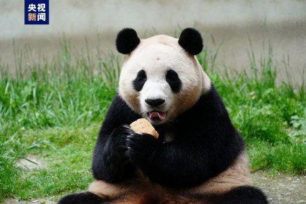 集“福”啦！一波福猪猪高清美图抢“鲜”看！