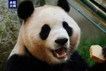 集“福”啦！一波福猪猪高清美图抢“鲜”看！