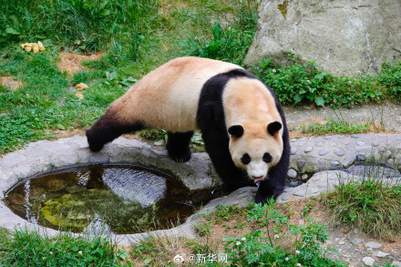 转发接“福”！福宝的福是福气的福