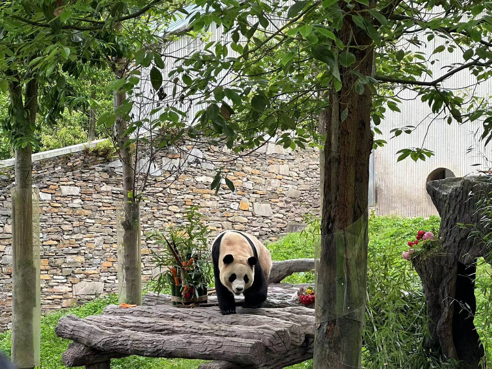 福到了！大熊猫“福宝”正式与公众见面