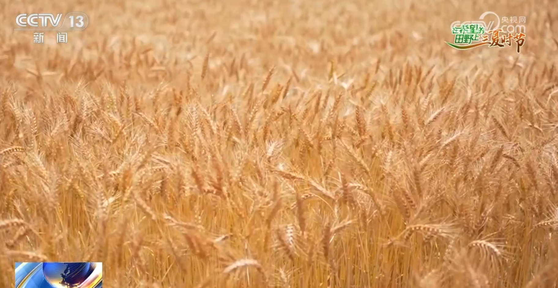 破“碱”重生提产量、壮产业 盐碱地治理助力端稳端牢“中国饭碗”