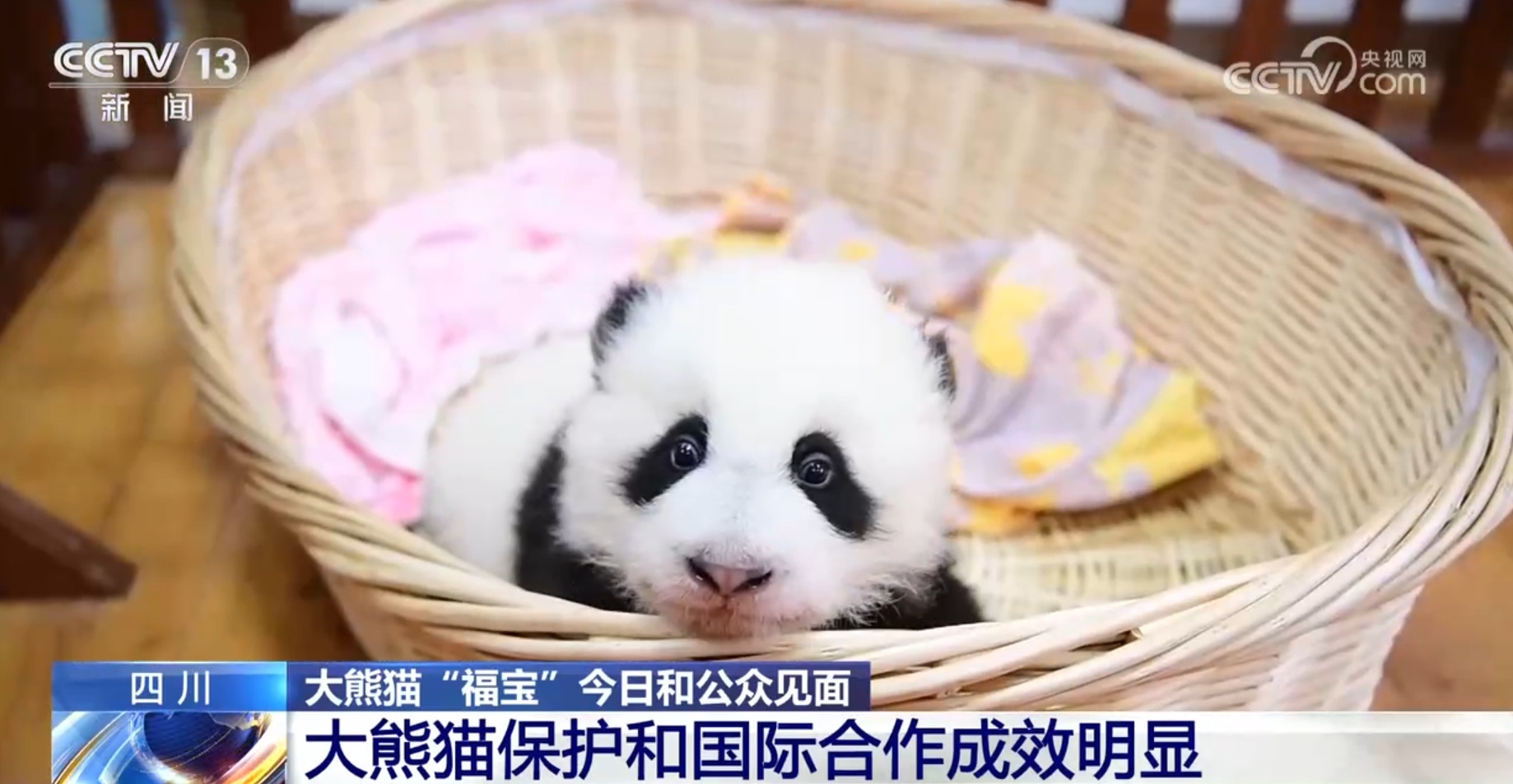 大熊猫“福宝”营业了！大家关心的问题请看这里