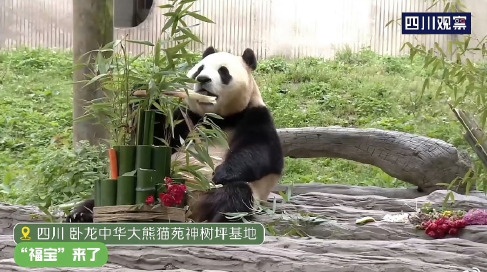 萌熊登场!“福宝”正式与公众见面,这份看“福”攻略请查收 萌熊登场!“福宝”正式与公众见面,这份看“福”攻略请查收