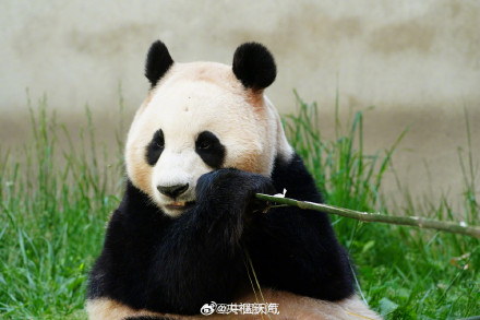 看福宝的最佳时间 看福宝的最佳时间