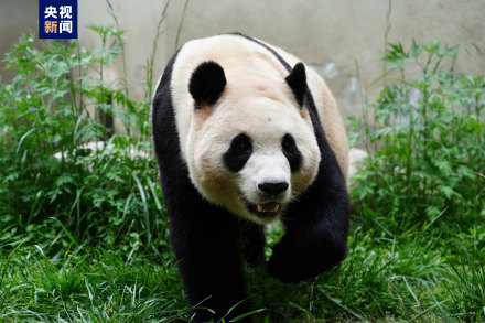 集“福”啦！一波福猪猪高清美图抢“鲜”看！