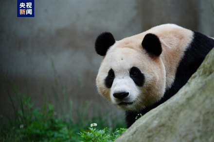 集“福”啦！一波福猪猪高清美图抢“鲜”看！