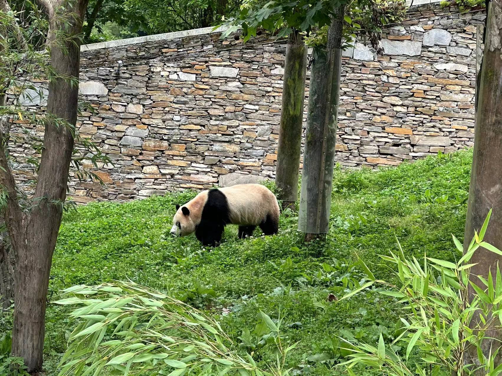 福到了！大熊猫“福宝”正式与公众见面