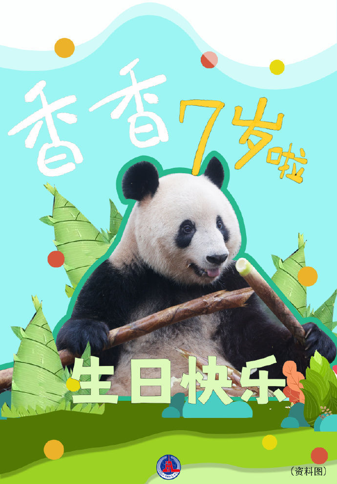 祝福!大熊猫“香香”7岁啦 祝福!大熊猫“香香”7岁啦