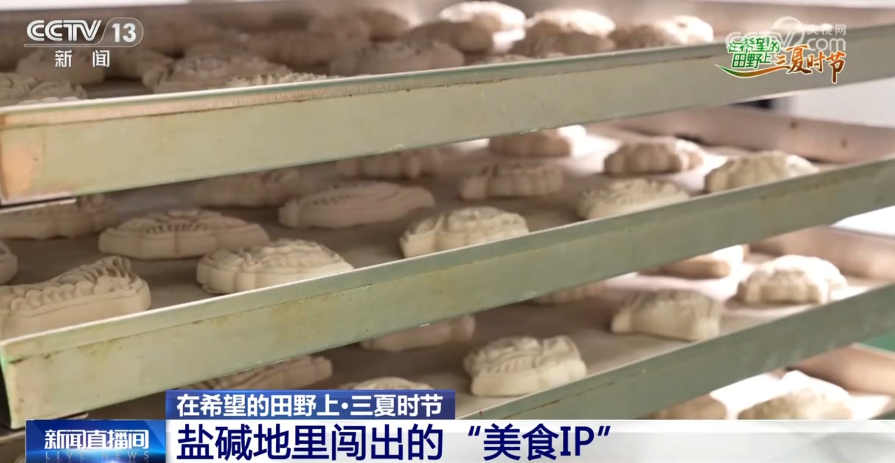 破“碱”重生提产量、壮产业 盐碱地治理助力端稳端牢“中国饭碗”