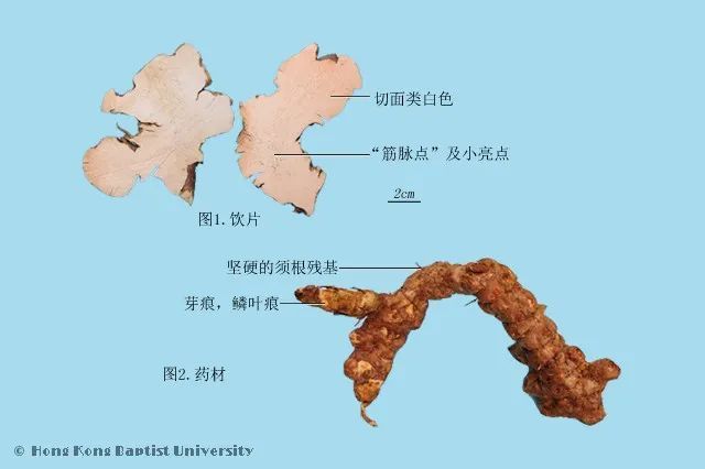 一克茯苓“金不换”！消肿安眠、健脾宁心，试试这些食疗方