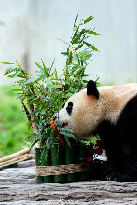 拿走不谢！福宝高清壁纸来啦
