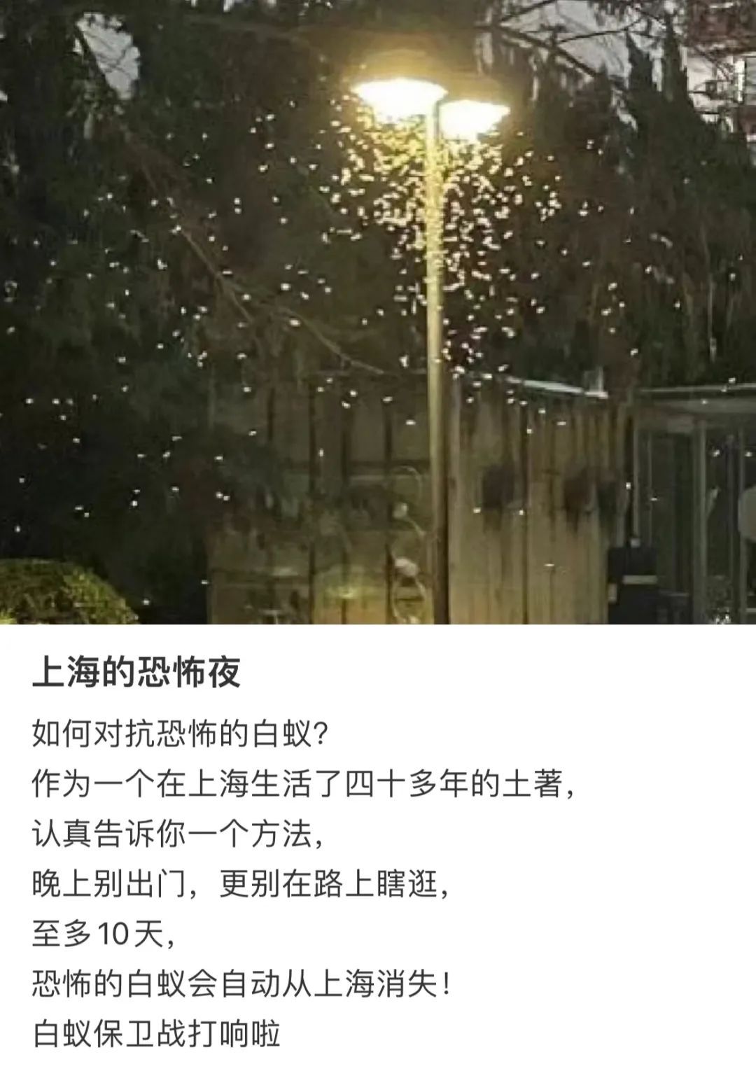 上海昨晚白蚁“大爆发”？冲上热搜！鸡皮疙瘩掉一地，这一波还将持续到...