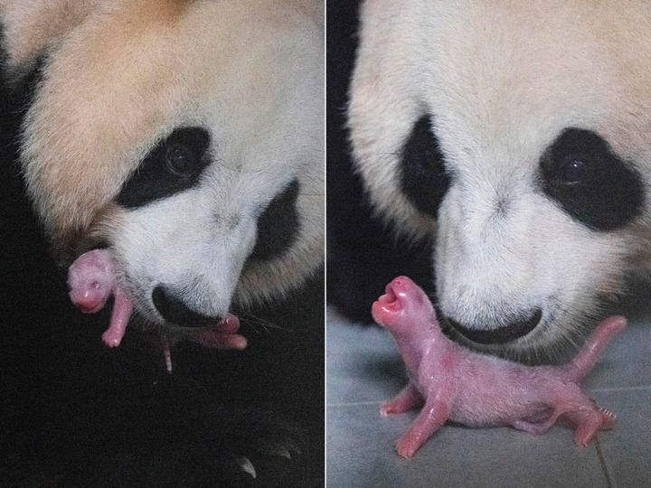 快来接“福”!旅韩归国大熊猫“福宝”正式亮相 快来接“福”!旅韩归国大熊猫“福宝”正式亮相