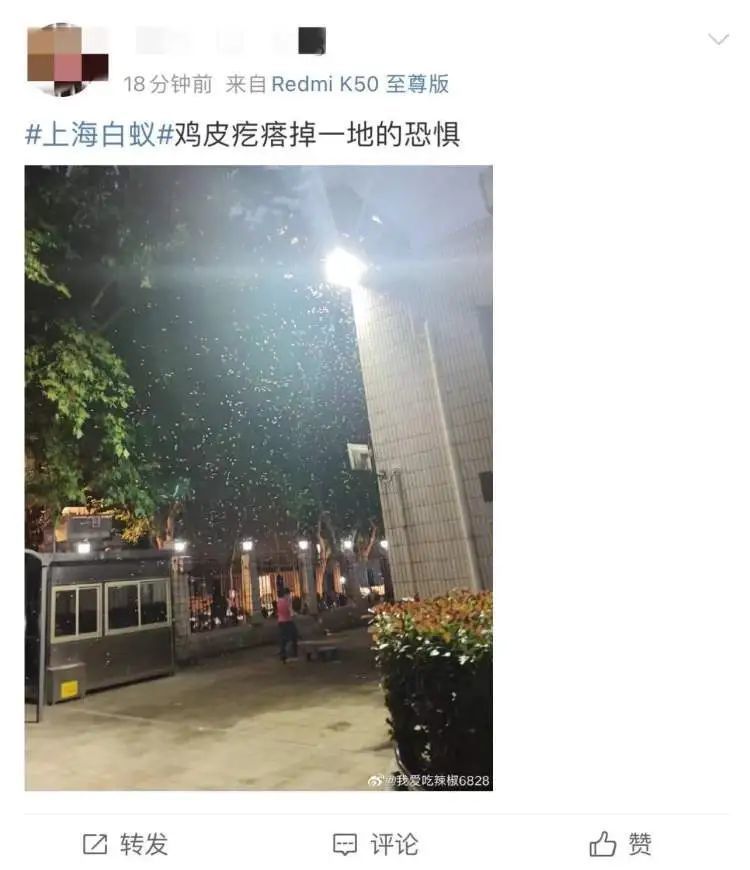 上海昨晚白蚁“大爆发”？冲上热搜！鸡皮疙瘩掉一地……