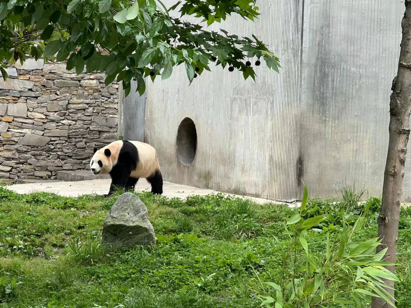 福到了！大熊猫“福宝”正式与公众见面