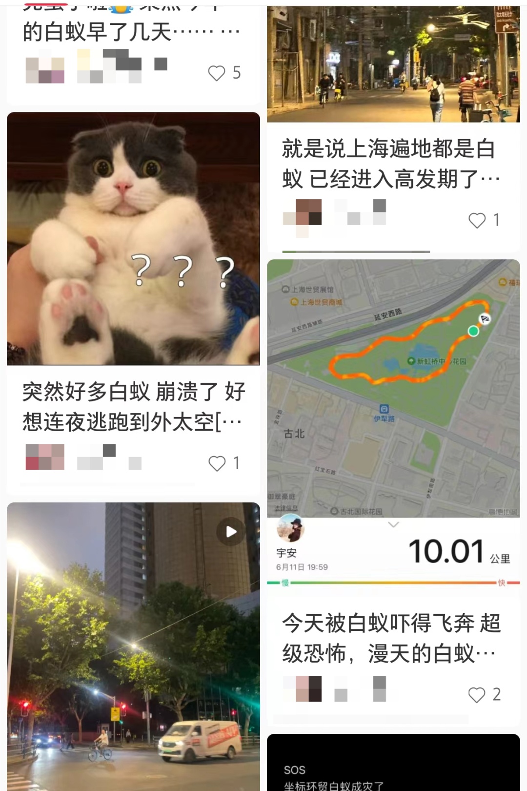 “直接往我脸上扑！”上海市民“崩溃”了，昨晚白蚁“军团”集体出击→