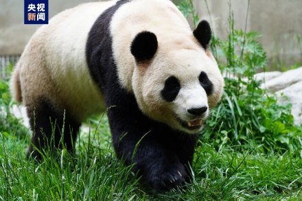 集“福”啦！一波福猪猪高清美图抢“鲜”看！