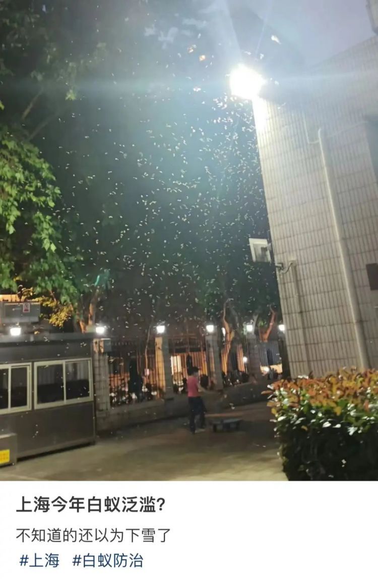 密集恐惧症犯了不少上海人吐槽出现大量白蚁集中出飞上海中心城区昨天