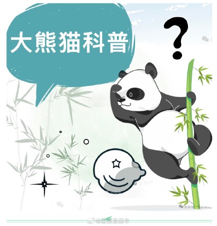 北京动物园：电刺激采精对大熊猫没有伤害
