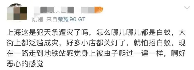 上海昨晚白蚁“大爆发”？密密麻麻，网友：感觉一张嘴能吃到！专家提醒→