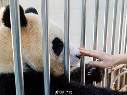 转发接“福”！福宝的福是福气的福