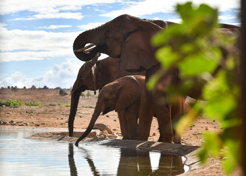研究显示大象或互相“直呼其名”