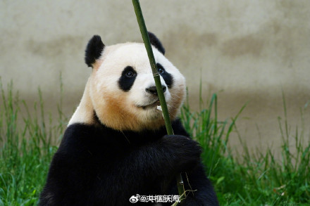 看福宝的最佳时间 看福宝的最佳时间