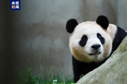 集“福”啦！一波福猪猪高清美图抢“鲜”看！