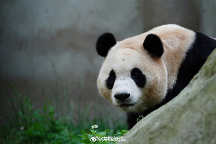 看福宝的最佳时间 看福宝的最佳时间