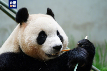 集“福”啦！一波福猪猪高清美图抢“鲜”看！