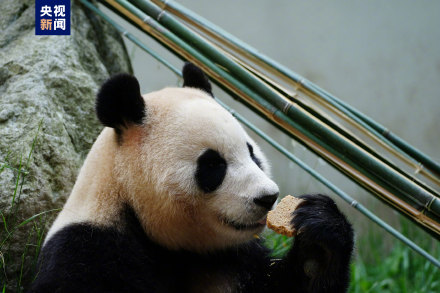 集“福”啦！一波福猪猪高清美图抢“鲜”看！