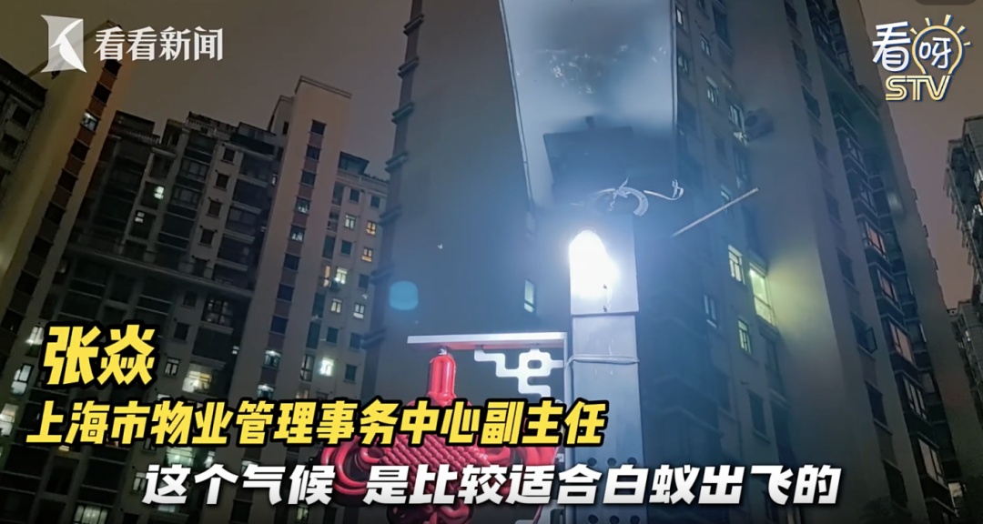 上海昨晚白蚁“大爆发”？冲上热搜！鸡皮疙瘩掉一地，这一波还将持续到...