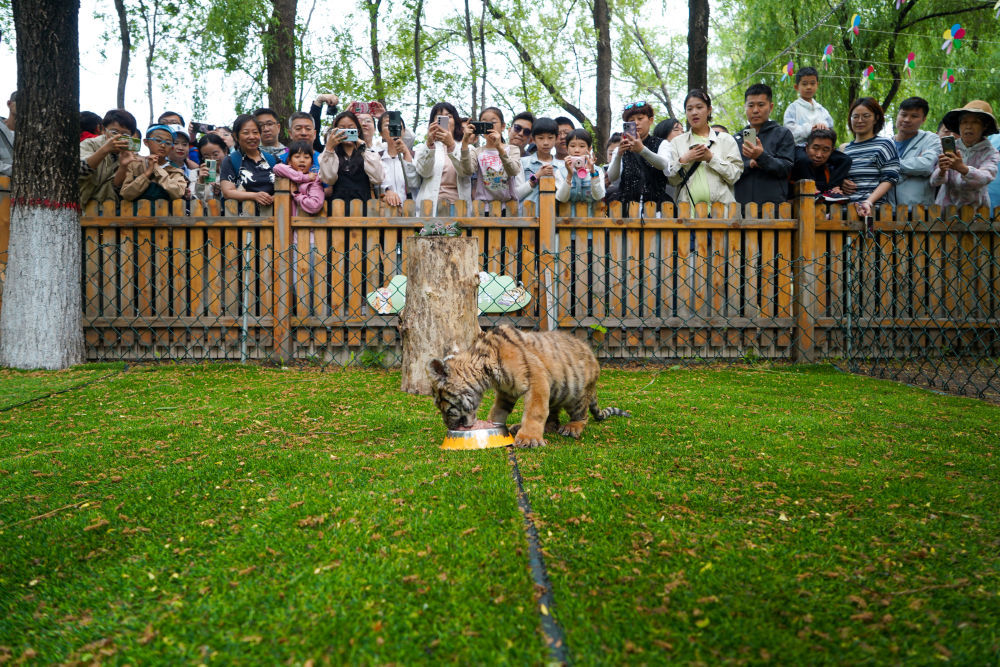 夏至“冰城”，究竟有几度？—— “尔滨”努力打造文旅“长红”
