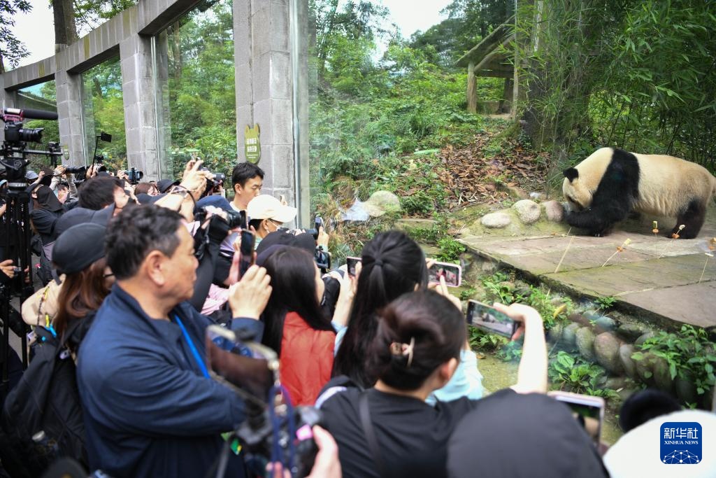 大熊猫“香香”迎来七岁生日
