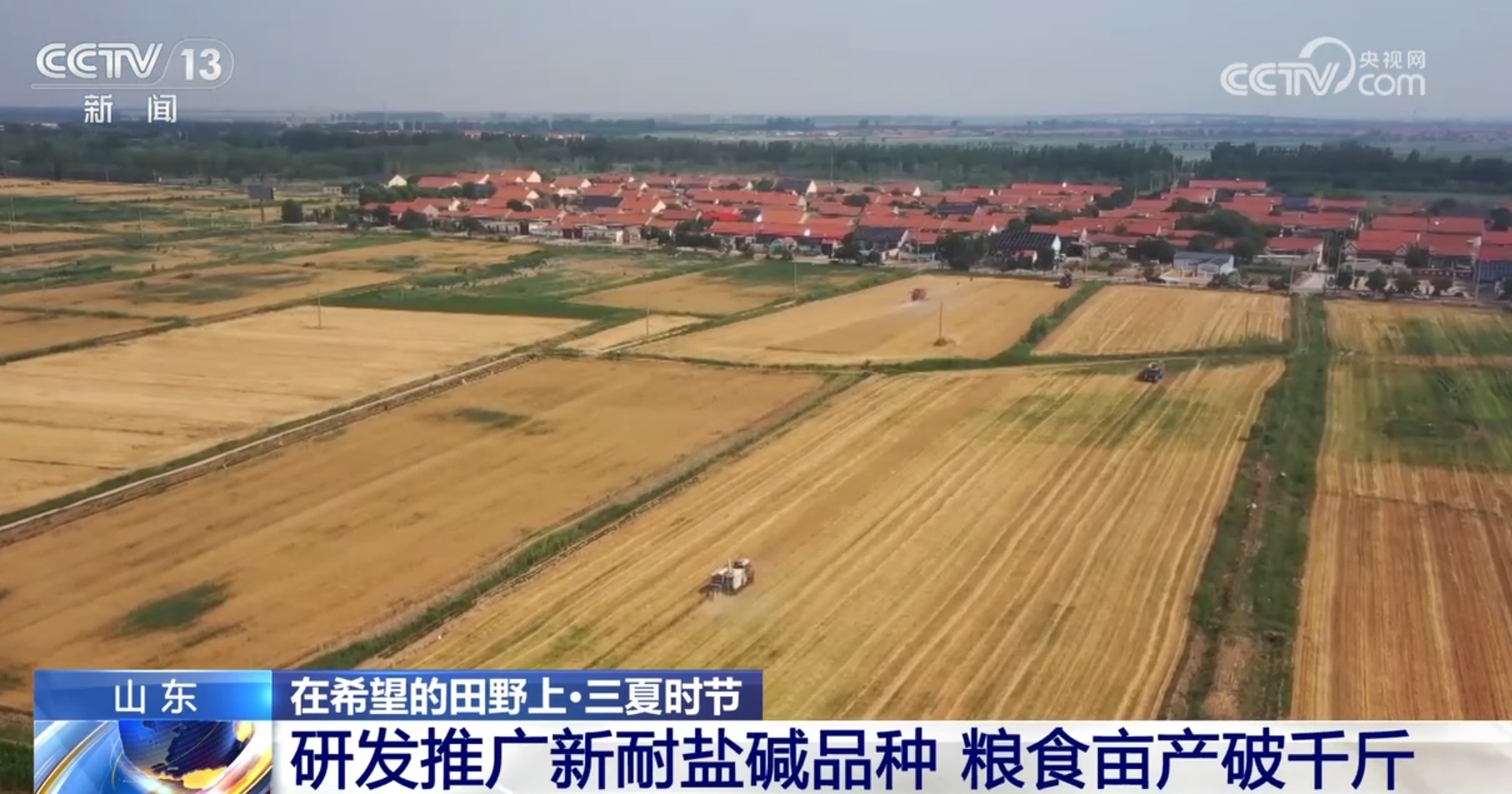 破“碱”重生提产量、壮产业 盐碱地治理助力端稳端牢“中国饭碗”