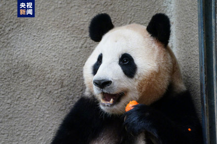 集“福”啦！一波福猪猪高清美图抢“鲜”看！