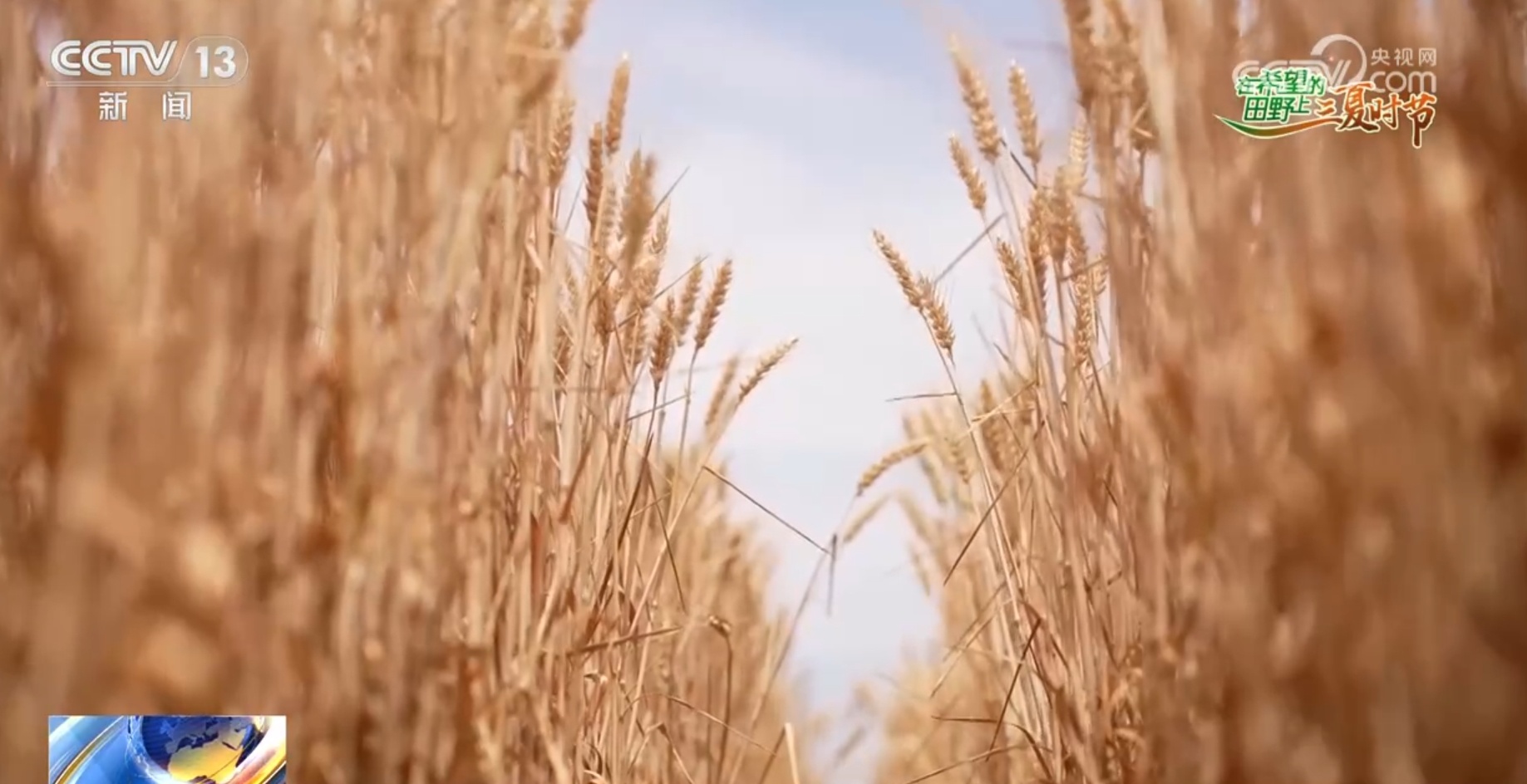 破“碱”重生提产量、壮产业 盐碱地治理助力端稳端牢“中国饭碗”