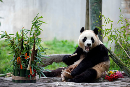 拿走不谢！福宝高清壁纸来啦