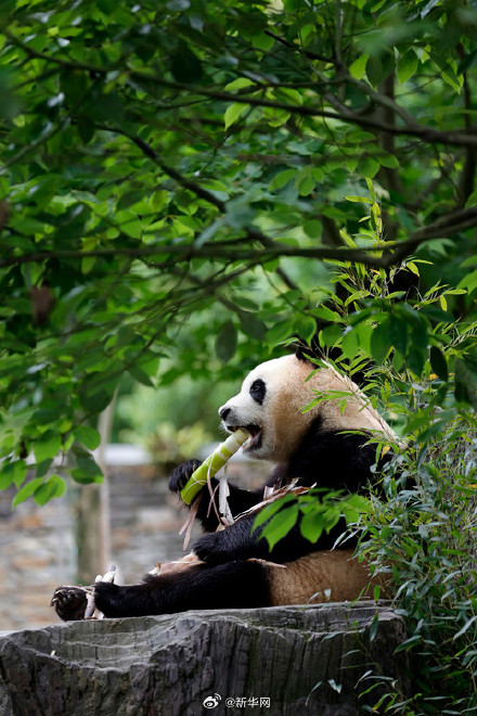 拿走不谢！福宝高清壁纸来啦