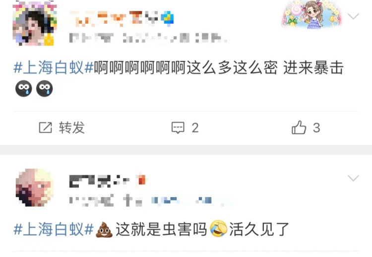 上海昨晚白蚁“大爆发”？冲上热搜！鸡皮疙瘩掉一地……