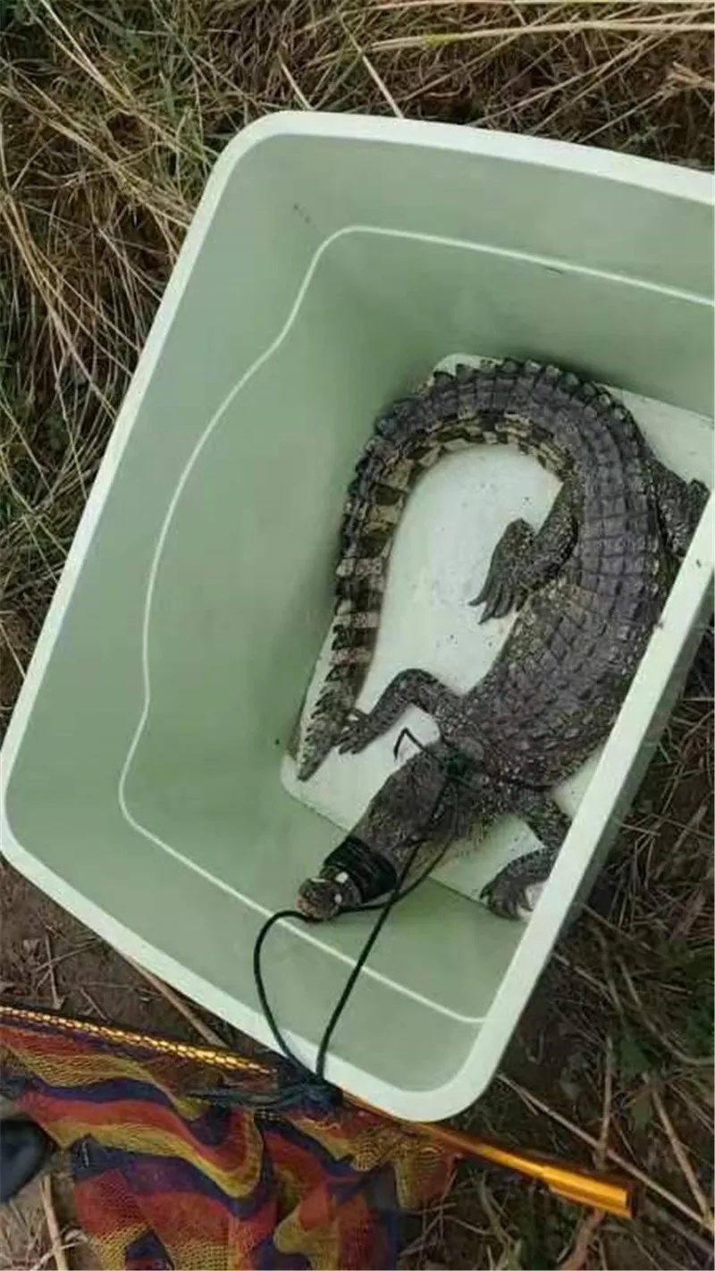 长江边的“漏网之鳄”，抓到了！