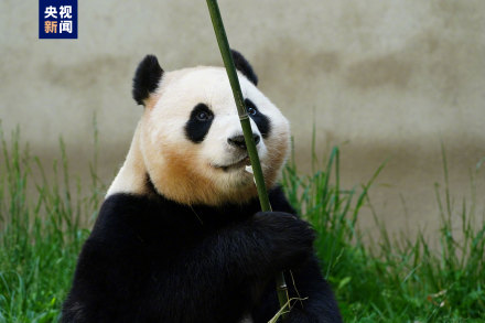 集“福”啦！一波福猪猪高清美图抢“鲜”看！