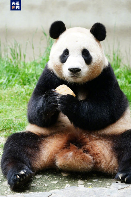 集“福”啦！一波福猪猪高清美图抢“鲜”看！