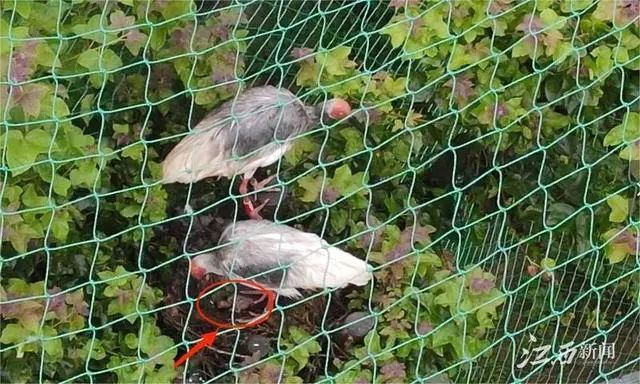 首只“江西籍”朱鹮成功出壳