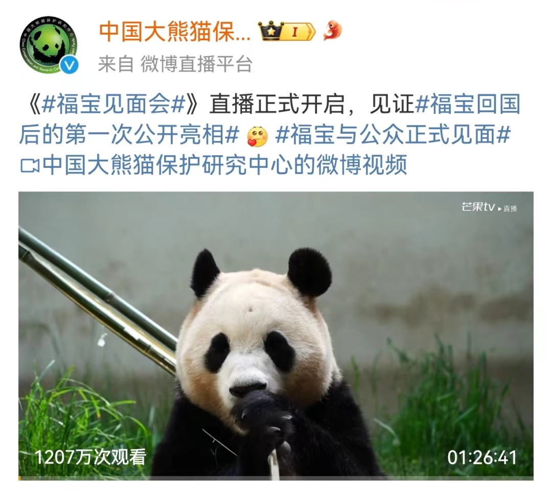 萌熊登场!“福宝”正式与公众见面,这份看“福”攻略请查收 萌熊登场!“福宝”正式与公众见面,这份看“福”攻略请查收